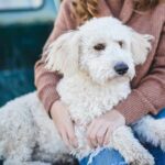 would-you-date-your-pet?-1-in-3-say-yes-to-ai-version