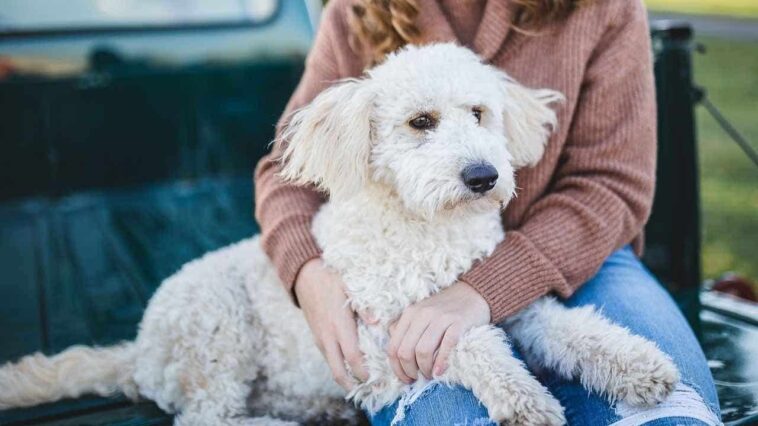 would-you-date-your-pet?-1-in-3-say-yes-to-ai-version