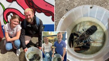 dad-and-daughter-catch-‘one-in-two-million’-rare-blue-lobster-—-and-name-it-steve:-‘it-didn’t-feel-real’