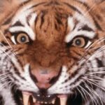 report:-denmark-zoo-pleads-for-donations-of-family-pets-to-feed-captive-predators