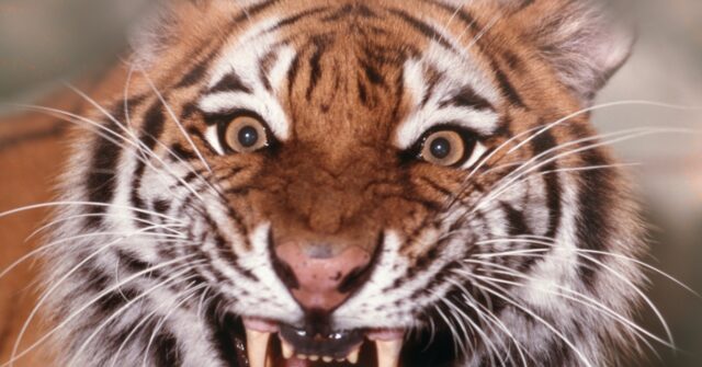 report:-denmark-zoo-pleads-for-donations-of-family-pets-to-feed-captive-predators