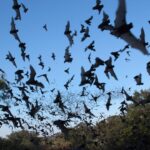 bat-flies-into-tourist’s-mouth-during-arizona-night-sky-photography-trip