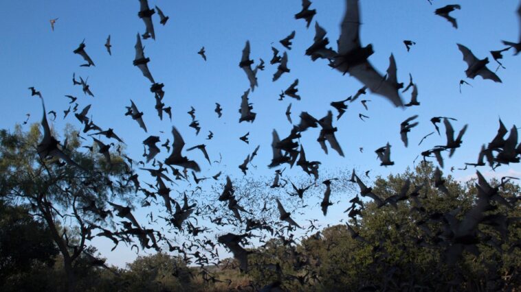 bat-flies-into-tourist’s-mouth-during-arizona-night-sky-photography-trip