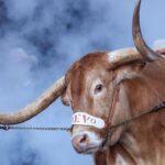 longhorns,-buckeyes-top-preseason-coaches’-poll