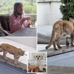 horrified-couple-watch-helplessly-as-mountain-lion-kills-their-small-dog:-‘i-heard-his-neck-crack’