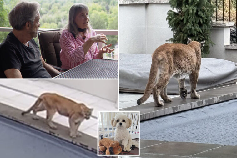 horrified-couple-watch-helplessly-as-mountain-lion-kills-their-small-dog:-‘i-heard-his-neck-crack’