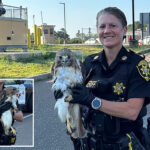 hawk-eyed-long-island-deputy-sheriff-rescues-injured-bird-on-side-of-busy-road