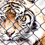 horror:-zoo-in-denmark-is-asking-pet-owners-to-donate-their-animals-to-become-food-for-caged-predators