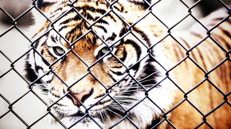 horror:-zoo-in-denmark-is-asking-pet-owners-to-donate-their-animals-to-become-food-for-caged-predators