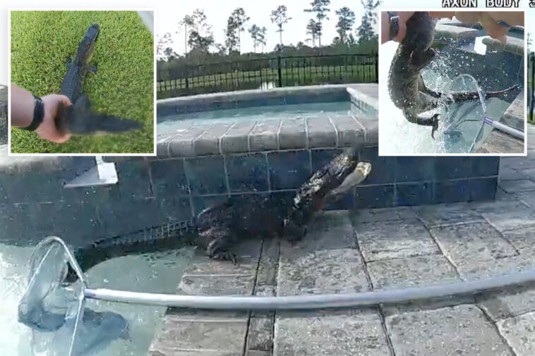 florida-deputy-wrangles-gator-from-pool-—-then-buckles-it-up-in-back-seat-of-cruiser