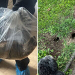 nearly-2-foot-long-rat-‘almost-the-size-of-a-small-cat’-discovered-inside-family-home:-‘growing-problem’