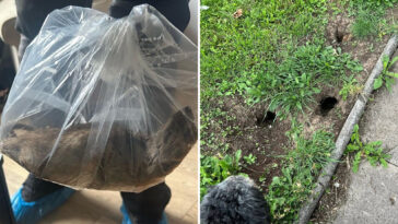 nearly-2-foot-long-rat-‘almost-the-size-of-a-small-cat’-discovered-inside-family-home:-‘growing-problem’