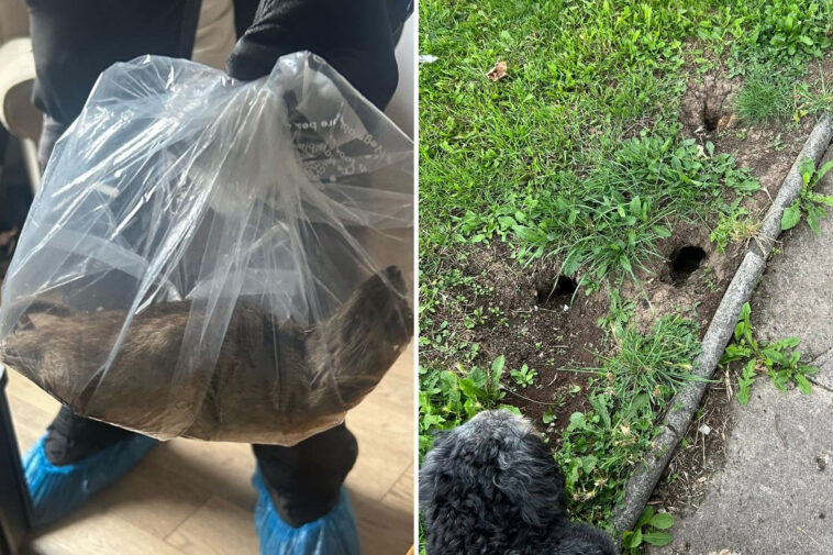 nearly-2-foot-long-rat-‘almost-the-size-of-a-small-cat’-discovered-inside-family-home:-‘growing-problem’