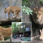 denmark-zoo-asks-people-to-donate-their-pets-as-food-for-its-predators