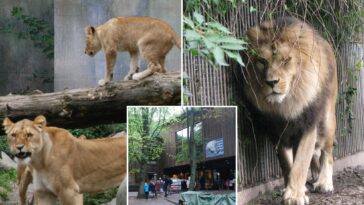 denmark-zoo-asks-people-to-donate-their-pets-as-food-for-its-predators