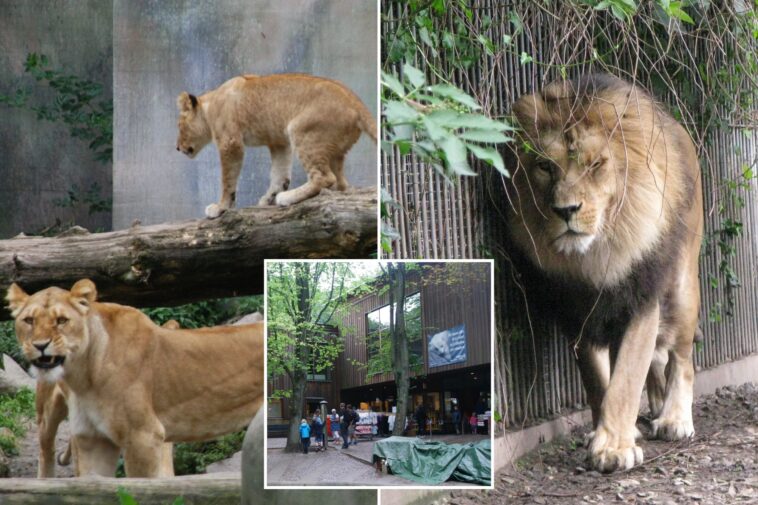 denmark-zoo-asks-people-to-donate-their-pets-as-food-for-its-predators