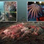 scientists-find-culprit-after-billions-of-sea-stars-killed-off-pacific-coast:-‘it’s-really-quite-gruesome’