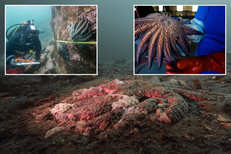 scientists-find-culprit-after-billions-of-sea-stars-killed-off-pacific-coast:-‘it’s-really-quite-gruesome’