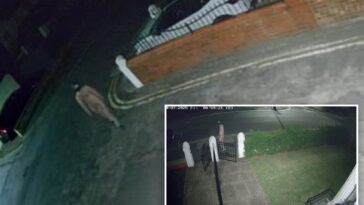 naked-man-in-gimp-mask-caught-on-bizarre-video-prowling-quiet-town