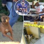 inside-former-nfl-player-leshon-johnson’s-‘nice-and-nasty’-dog-fighting-ring