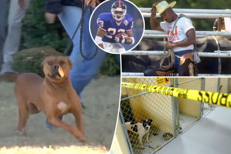 inside-former-nfl-player-leshon-johnson’s-‘nice-and-nasty’-dog-fighting-ring