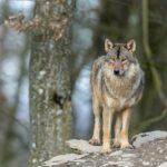 usda-uses-movie-clip-of-marital-spat-to-scare-wolves-away
