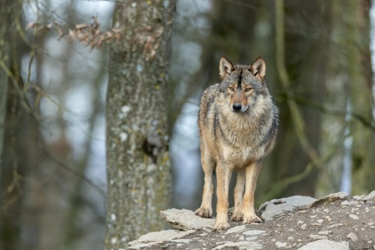 usda-uses-movie-clip-of-marital-spat-to-scare-wolves-away