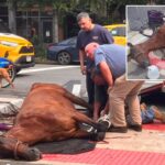 carriage-horse-dies-on-nyc-street-in-horrifying-scene-—-nearly-three-years-to-the-day-distressed-ryder-collapsed