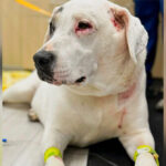 video-—-‘beautiful-little-hero!’:-dog-fights-two-bears-to-save-canine-friend