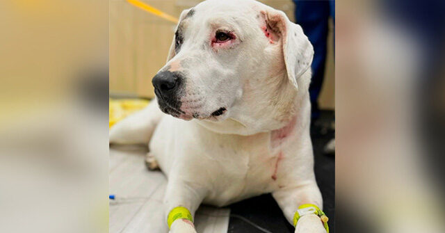 video-—-‘beautiful-little-hero!’:-dog-fights-two-bears-to-save-canine-friend