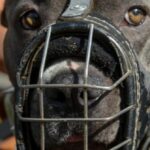 ex-nfl-player-leshon-johnson-convicted-of-running-‘nice-and-nasty’-dog-fighting-ring