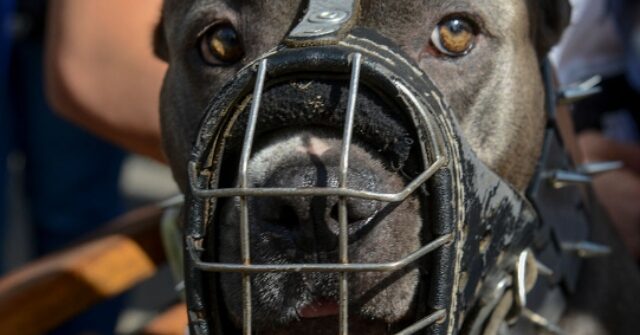 ex-nfl-player-leshon-johnson-convicted-of-running-‘nice-and-nasty’-dog-fighting-ring