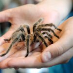 tarantulas-are-on-the-move-and-will-swarm-during-mating-season-in-certain-states