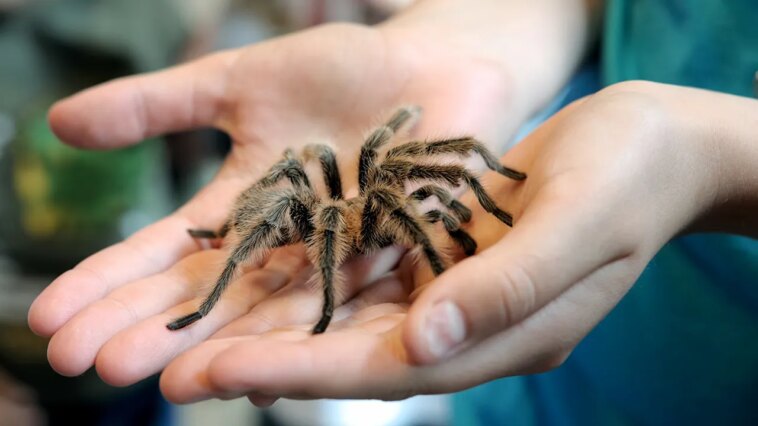 tarantulas-are-on-the-move-and-will-swarm-during-mating-season-in-certain-states