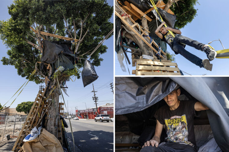 a-homeless-man-built-a-massive-treehouse-in-la-which-the-city-tore-down-—-but-he’s-already-rebuilding