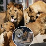 czech-zoo-welcomes-4-rare-barbary-lion-cubs-whose-population-is-extinct-in-the-wild