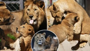 czech-zoo-welcomes-4-rare-barbary-lion-cubs-whose-population-is-extinct-in-the-wild