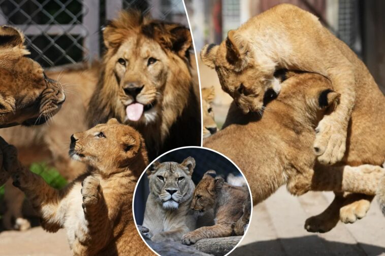 czech-zoo-welcomes-4-rare-barbary-lion-cubs-whose-population-is-extinct-in-the-wild