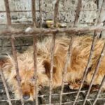 exclusive-—-peta-founder-urges-trump-admin-to-tariff-donkey-gelatin,-dog-leather,-and-other-horrors-from-china