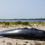 wild-footage:-whale-killed-in-collision-with-boat,-man-goes-flying-overboard