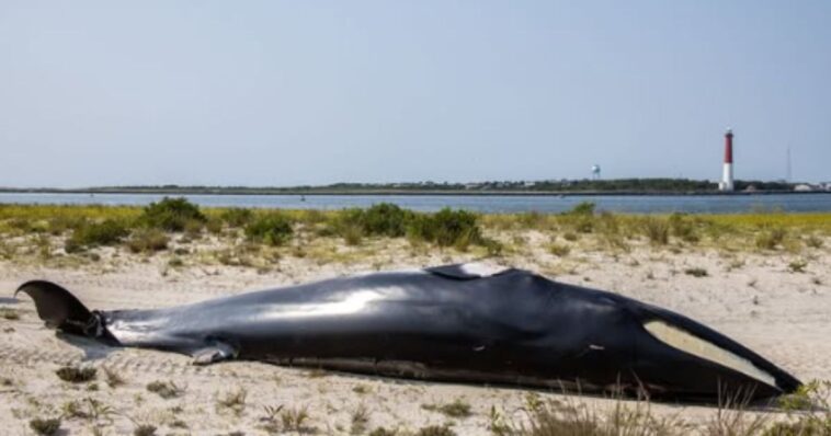 wild-footage:-whale-killed-in-collision-with-boat,-man-goes-flying-overboard
