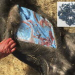 wild-pigs-in-california-develop-‘bright-blue’-skin-after-exposure-to-pesticides-with-rat-poison:-officials