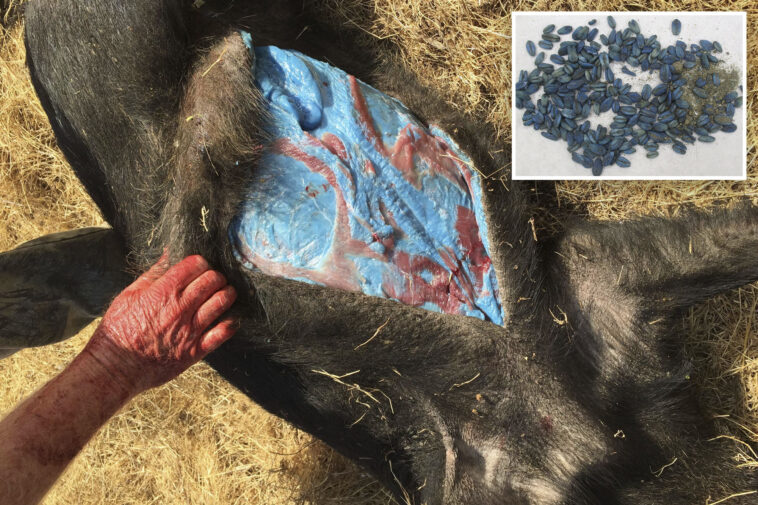 wild-pigs-in-california-develop-‘bright-blue’-skin-after-exposure-to-pesticides-with-rat-poison:-officials