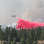 firefighters-save-1,000-year-old-tree-while-battling-blaze-in-olympic-national-park