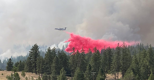 firefighters-save-1,000-year-old-tree-while-battling-blaze-in-olympic-national-park