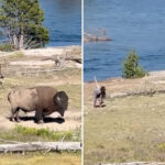 bozo-tourist-taunts-bison-at-yellowstone-national-park:-video
