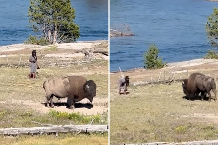 bozo-tourist-taunts-bison-at-yellowstone-national-park:-video
