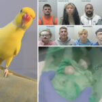 massive-crack-and-heroin-ring-brought-down-by-drug-dealer’s-squealing-pet-canary