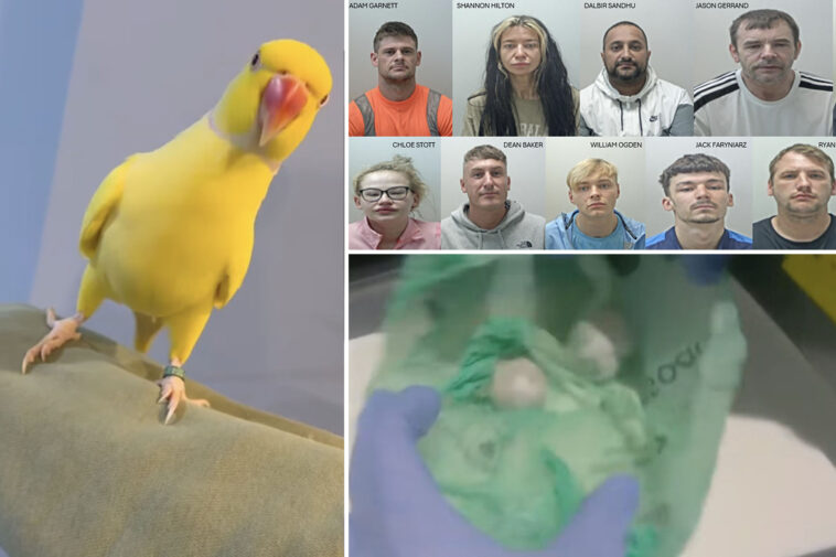 massive-crack-and-heroin-ring-brought-down-by-drug-dealer’s-squealing-pet-canary