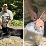 bear-freed-after-more-than-a-week-with-head-stuck-in-a-jar